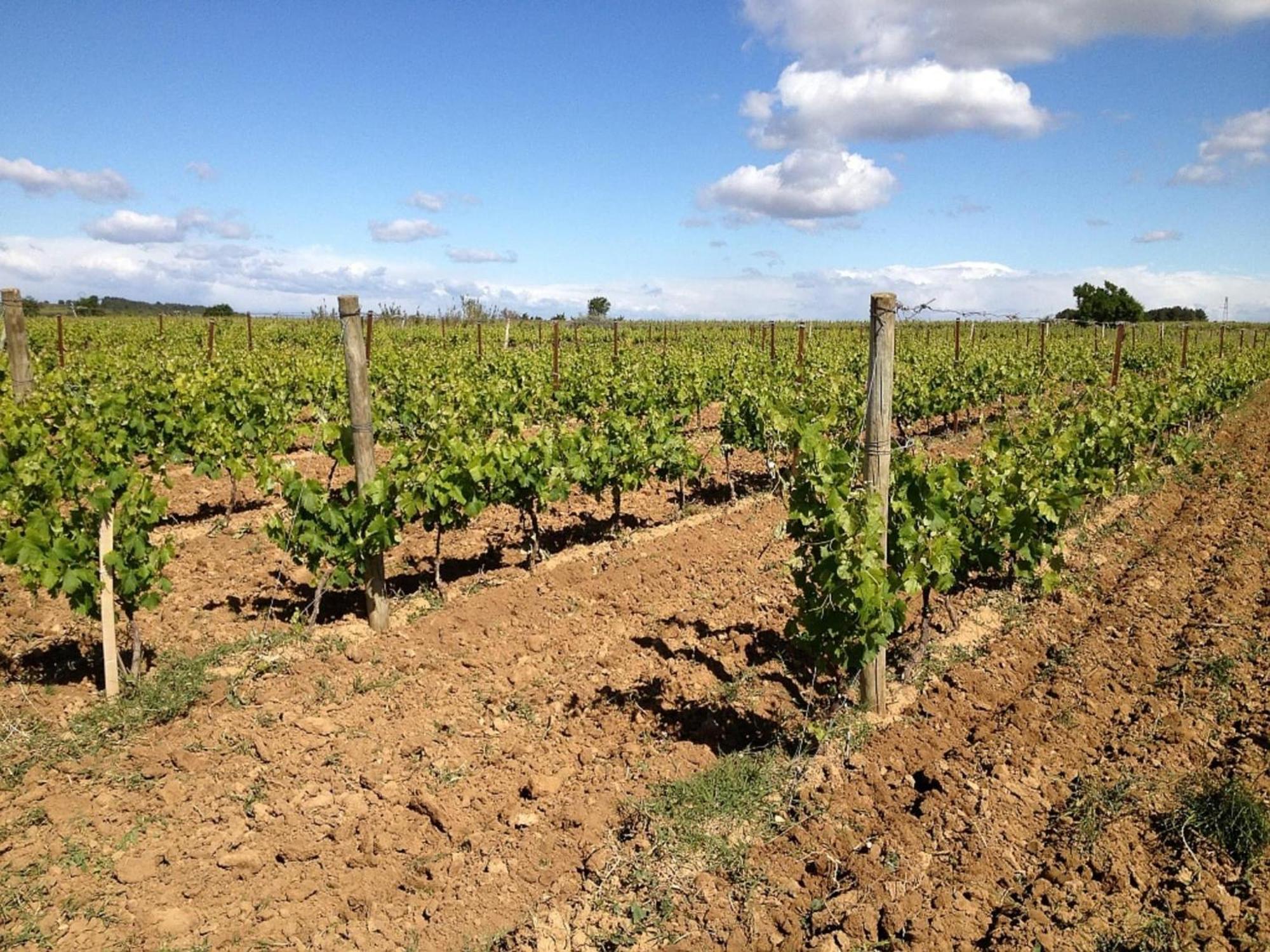With Pool Amid Vineyards And Near The